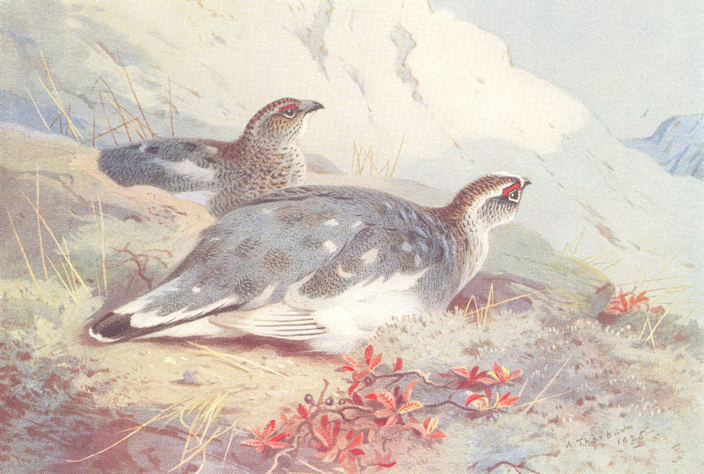 BRITISH BIRDS. Ptarmigan (male and female-winter) . THORBURN 1926 old print